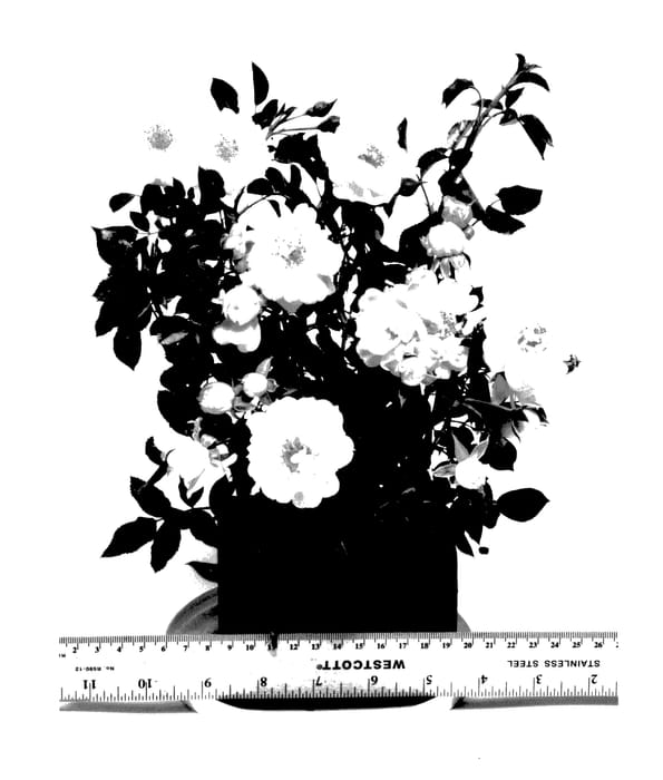 Figure 1 of US plant patent PP27864, the photograph of WEKsusacofloc printed in the patent.