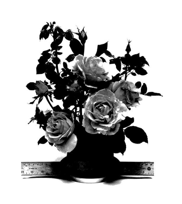 Figure 1 of US plant patent PP27865, the photograph of WEKdoofat printed in the patent.