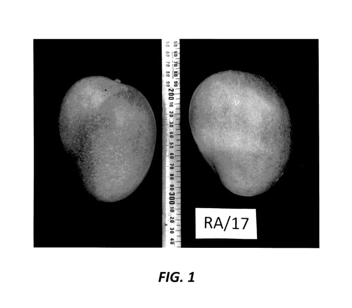Figure 1 of US plant patent PP27866, the photograph of RA/17 printed in the patent.