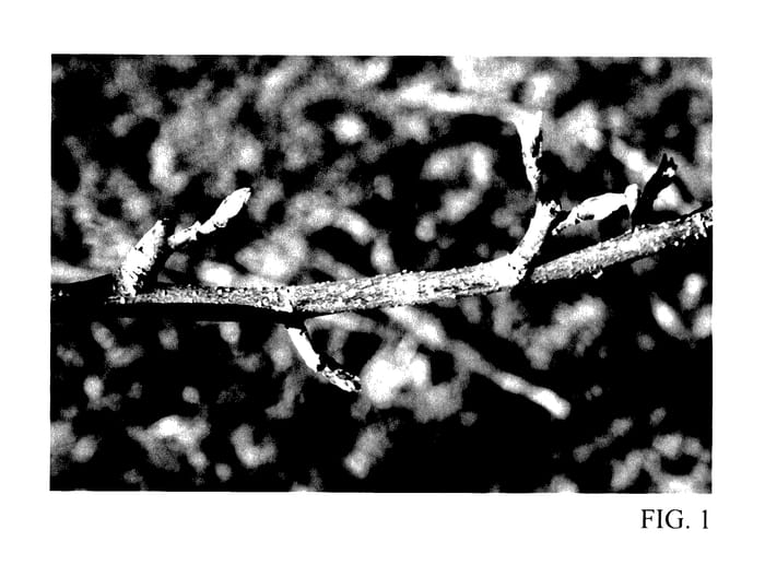 Figure 1 of US plant patent PP27867, the photograph of BL-14 printed in the patent.