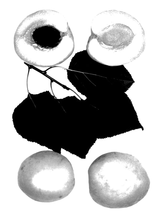 Figure 1 of US plant patent PP27868, the photograph of Seacliff printed in the patent.
