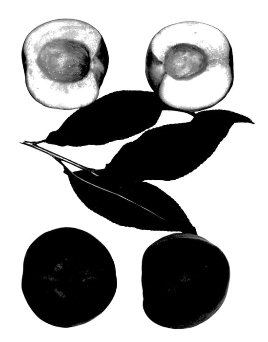 Figure 1 of US plant patent PP27869, the photograph of Crimson Fire printed in the patent.