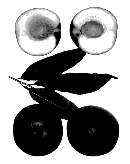 Figure 1 of US plant patent PP27870, the photograph of Sweet Aurora printed in the patent.