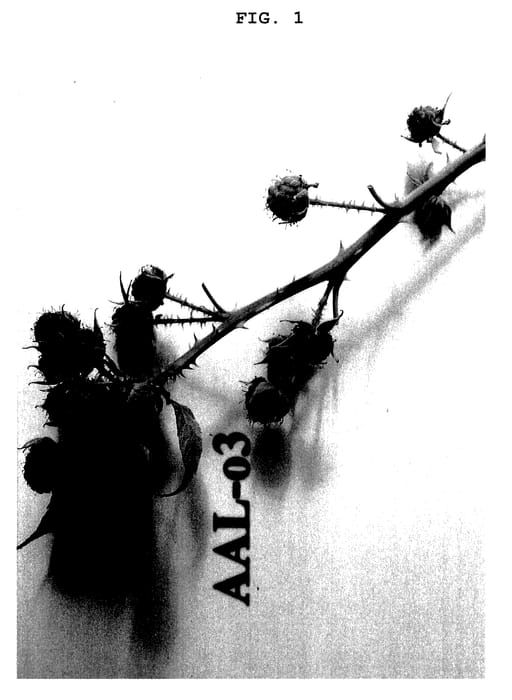Figure 1 of US plant patent PP27871, the photograph of Ohio's Treasure printed in the patent.