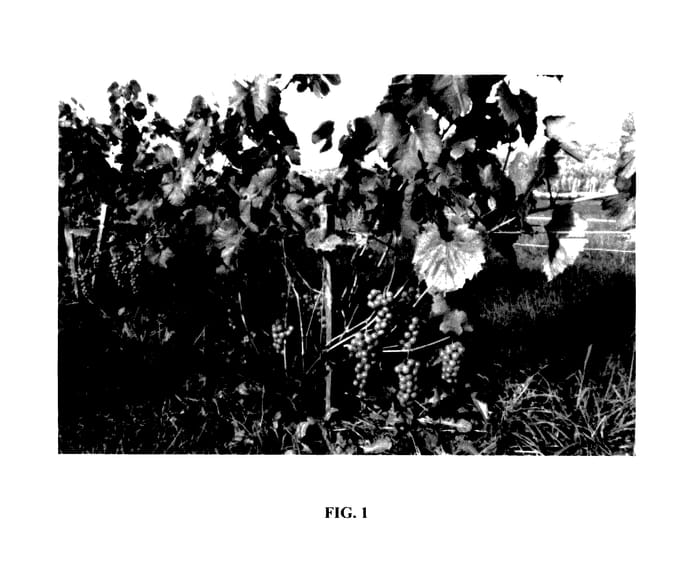 Figure 1 of US plant patent PP27872, the photograph of Chenibec printed in the patent.