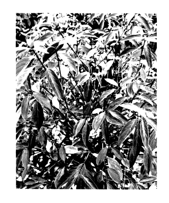Figure 1 of US plant patent PP27873, the photograph of Powell Gardens printed in the patent.