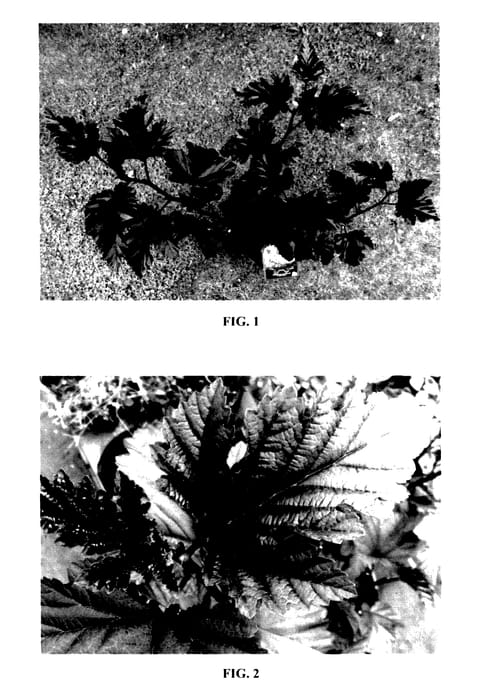 Figure 1 of US plant patent PP27874, the photograph of JONIGHT printed in the patent.