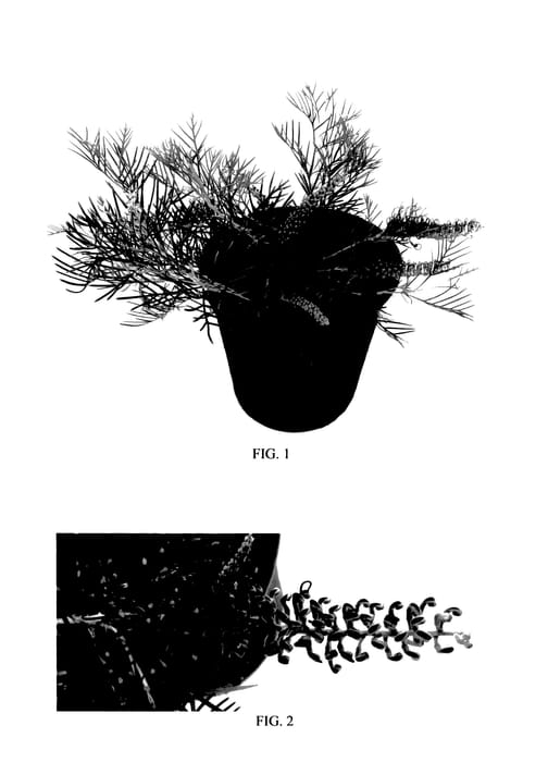 Figure 1 of US plant patent PP27875, the photograph of Kings Fire printed in the patent.