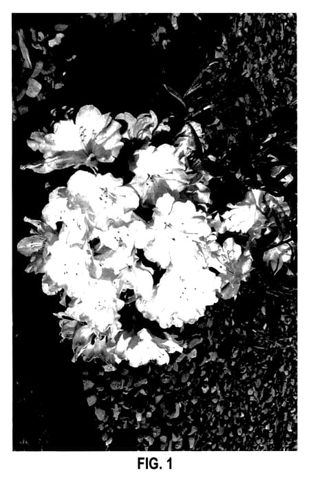 Figure 1 of US plant patent PP27876, the photograph of STEWARD printed in the patent.