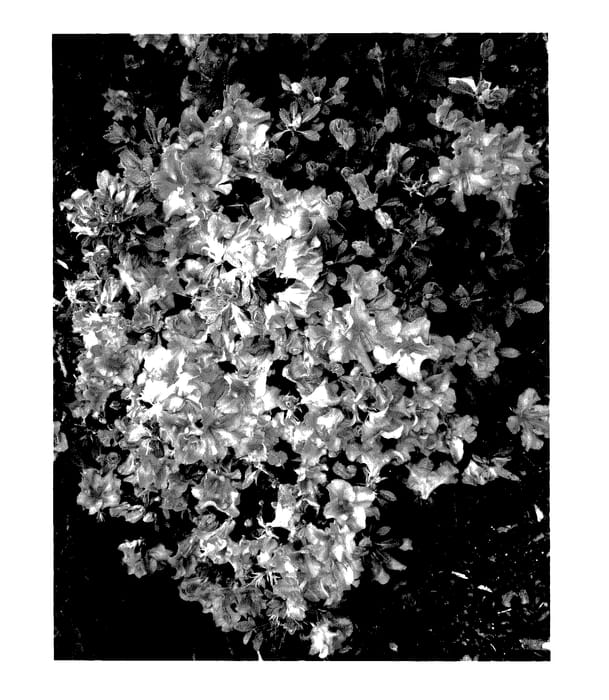 Figure 1 of US plant patent PP27877, the photograph of RLH1-9P7 printed in the patent.
