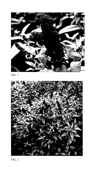 Figure 1 of US plant patent PP27878, the photograph of Crown Jewels printed in the patent.