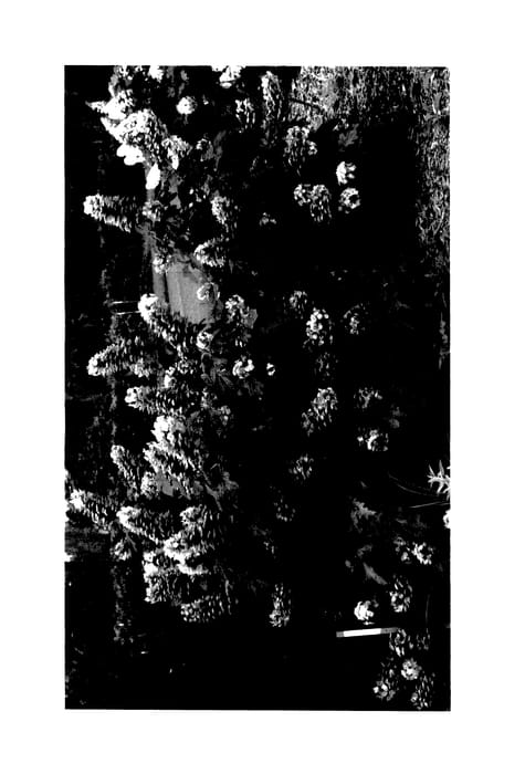 Figure 1 of US plant patent PP27879, the photograph of JoAnn printed in the patent.