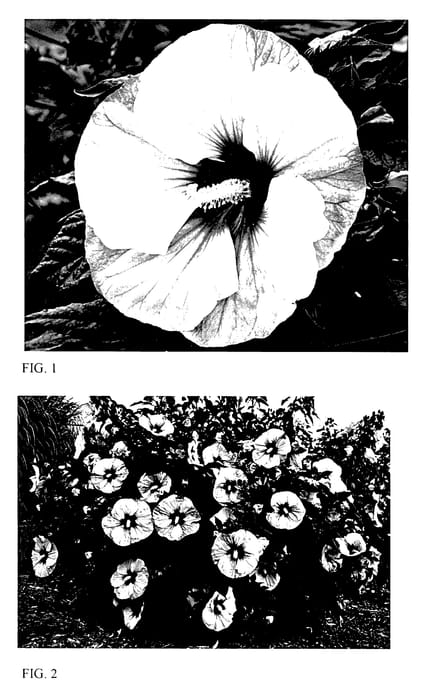 Figure 1 of US plant patent PP27880, the photograph of Perfect Storm printed in the patent.