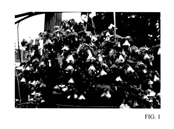Figure 1 of US plant patent PP27881, the photograph of RutAbut2 printed in the patent.