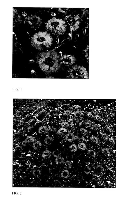 Figure 1 of US plant patent PP27882, the photograph of Maraschino printed in the patent.