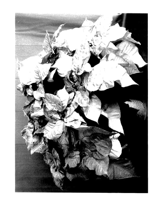 Figure 1 of US plant patent PP27883, the photograph of PER1362 printed in the patent.