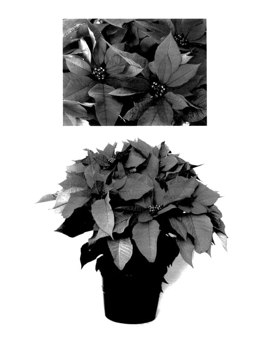 Figure 1 of US plant patent PP27884, the photograph of PER1912 printed in the patent.