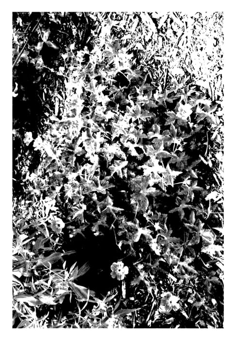 Figure 1 of US plant patent PP27885, the photograph of Boo printed in the patent.