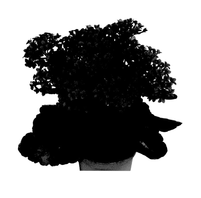Figure 1 of US plant patent PP27886, the photograph of Fikaldendi printed in the patent.