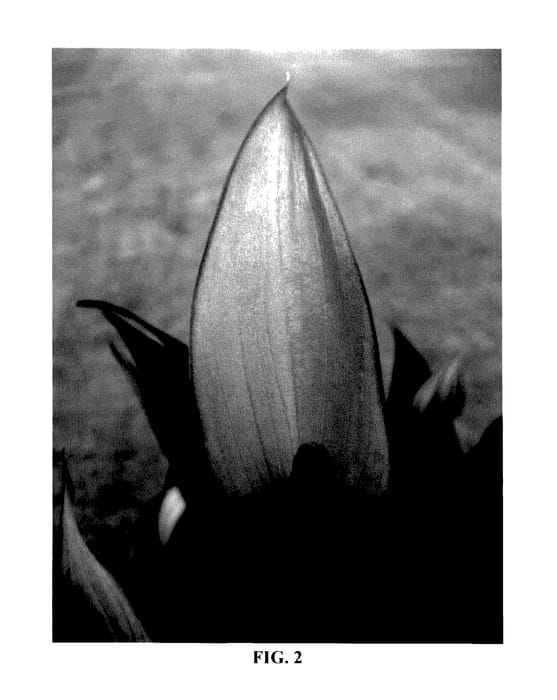 Figure 2 of US plant patent PP27887, the photograph of ANTHDOSDOH printed in the patent.