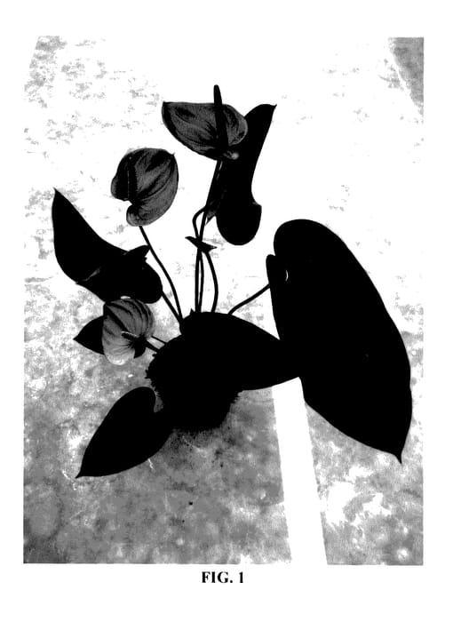 Figure 1 of US plant patent PP27888, the photograph of ANTHIOWIR printed in the patent.
