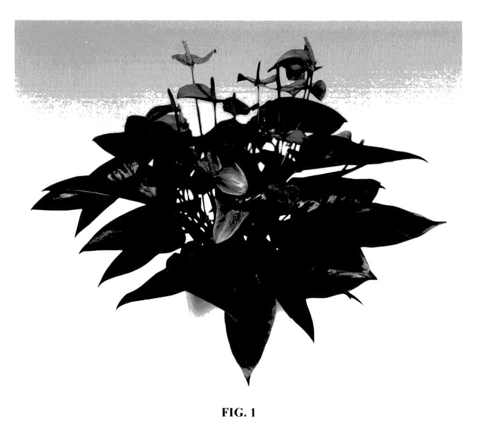 Figure 1 of US plant patent PP27889, the photograph of ANTHDUBAQ printed in the patent.