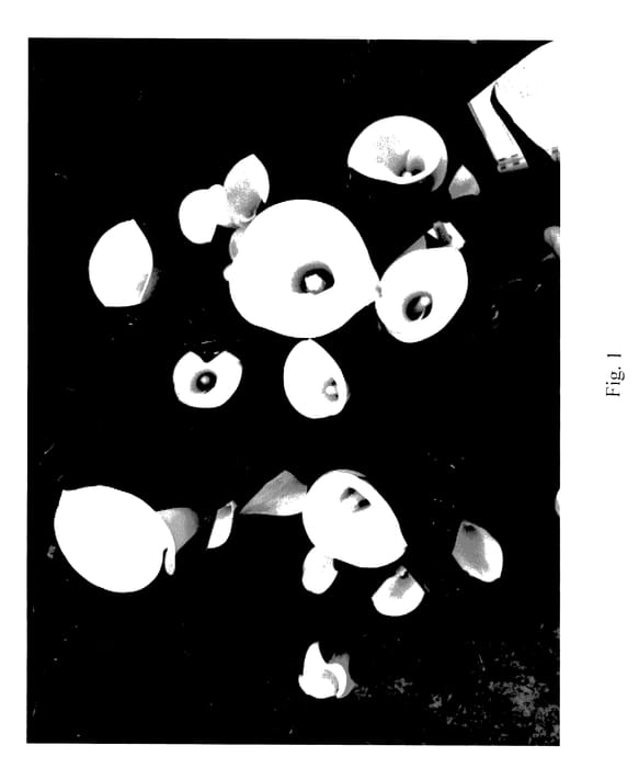 Figure 1 of US plant patent PP27891, the photograph of Sunclub printed in the patent.