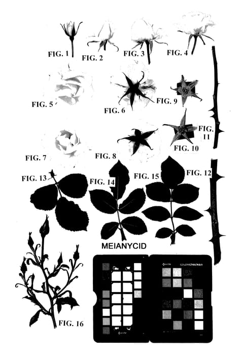 Figure 1 of US plant patent PP27894, the photograph of Meianycid printed in the patent.