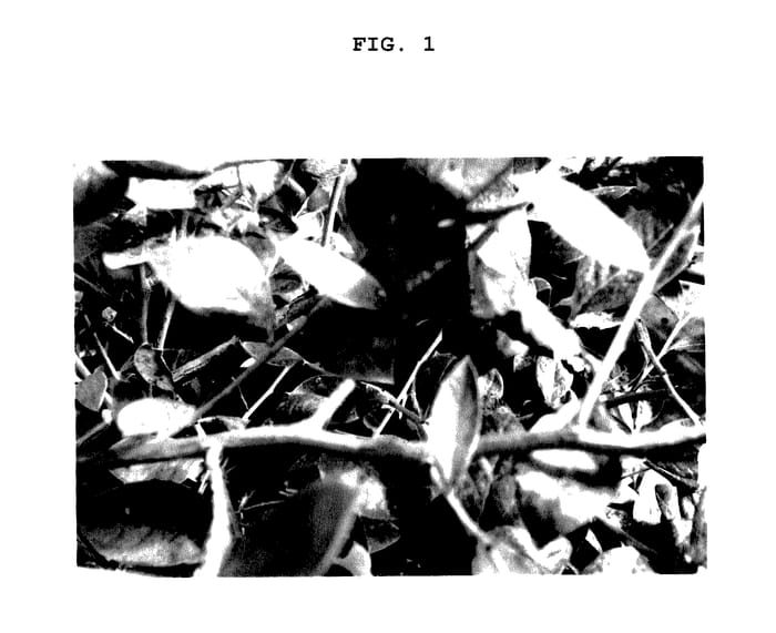 Figure 1 of US plant patent PP27895, the photograph of A132-926 printed in the patent.