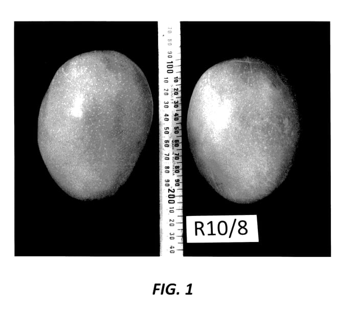Figure 1 of US plant patent PP27896, the photograph of R10/8 printed in the patent.
