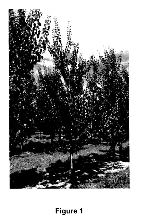 Figure 1 of US plant patent PP27897, the photograph of Nzsummer3 printed in the patent.