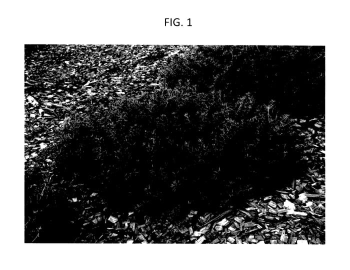 Figure 1 of US plant patent PP27898, the photograph of WES06 printed in the patent.