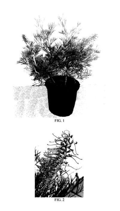 Figure 1 of US plant patent PP27899, the photograph of Kings Celebration printed in the patent.