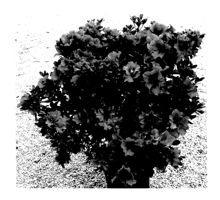 Figure 1 of US plant patent PP27900, the photograph of RLH1-11P1 printed in the patent.