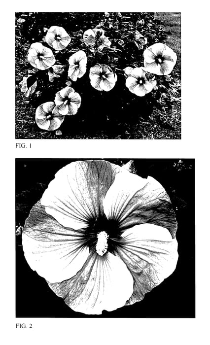 Figure 1 of US plant patent PP27901, the photograph of Starry Starry Night printed in the patent.