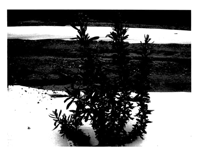 Figure 1 of US plant patent PP27902, the photograph of 12-05-005 printed in the patent.