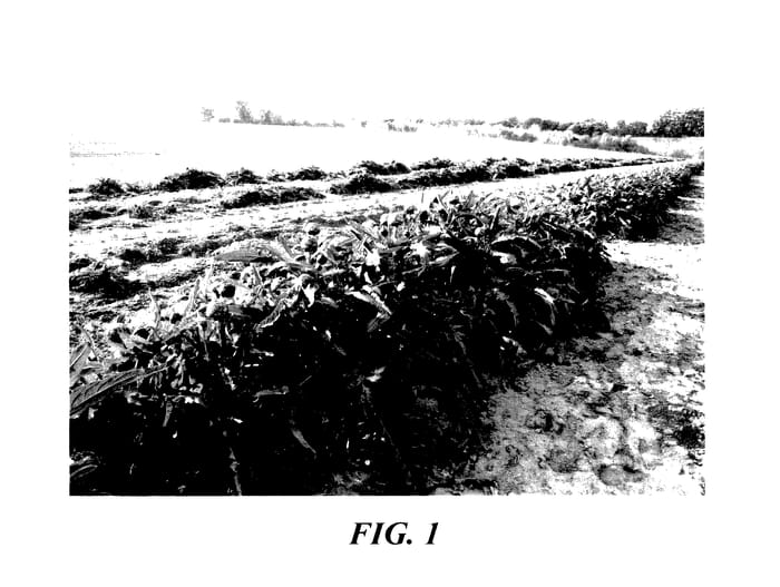 Figure 1 of US plant patent PP27903, the photograph of SJ215 printed in the patent.