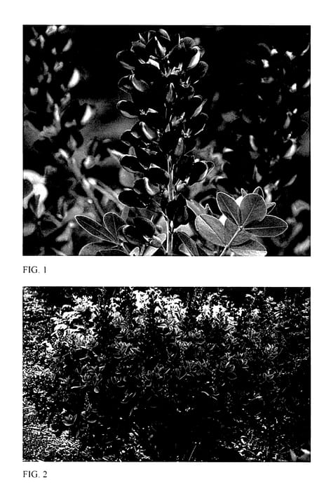 Figure 1 of US plant patent PP27904, the photograph of Sparkling Sapphires printed in the patent.