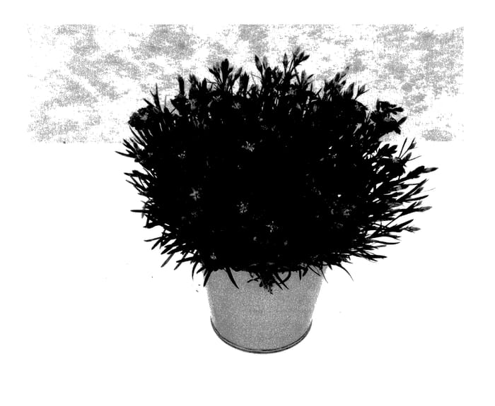 Figure 1 of US plant patent PP27905, the photograph of KLEDG14178 printed in the patent.