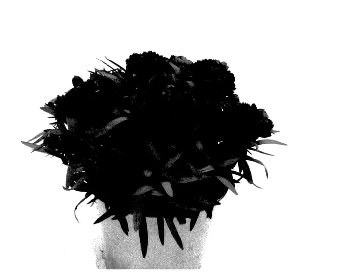 Figure 1 of US plant patent PP27906, the photograph of KLEDP14216 printed in the patent.