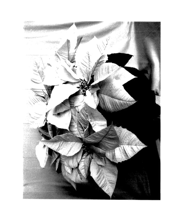 Figure 1 of US plant patent PP27907, the photograph of PER3112 printed in the patent.