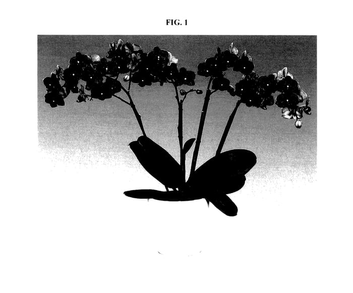 Figure 1 of US plant patent PP27908, the photograph of FLOR285021 printed in the patent.