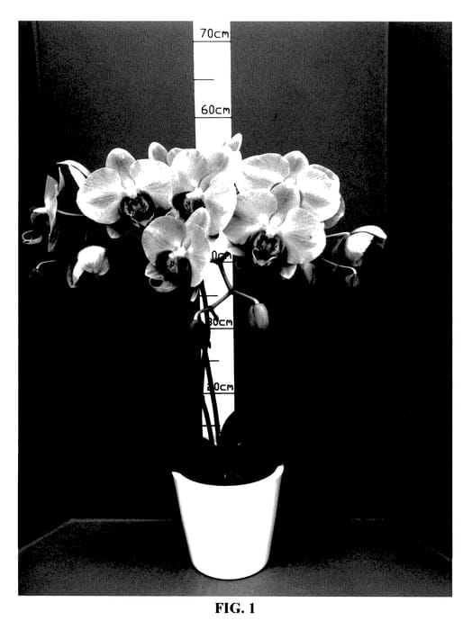 Figure 1 of US plant patent PP27909, the photograph of PHALCNIZQ printed in the patent.