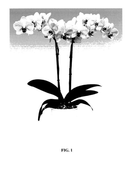Figure 1 of US plant patent PP27910, the photograph of PHALFLACAN printed in the patent.