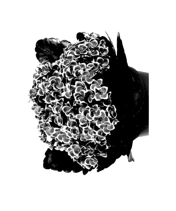Figure 1 of US plant patent PP27911, the photograph of Fikalpitonpi printed in the patent.