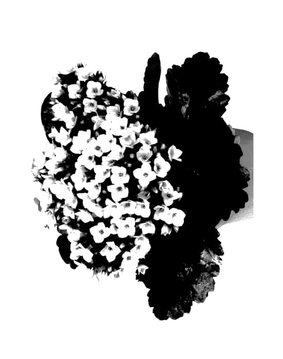 Figure 1 of US plant patent PP27912, the photograph of Fikaltoka printed in the patent.