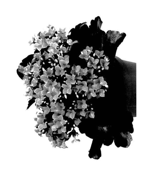 Figure 1 of US plant patent PP27913, the photograph of Fikalrudak printed in the patent.