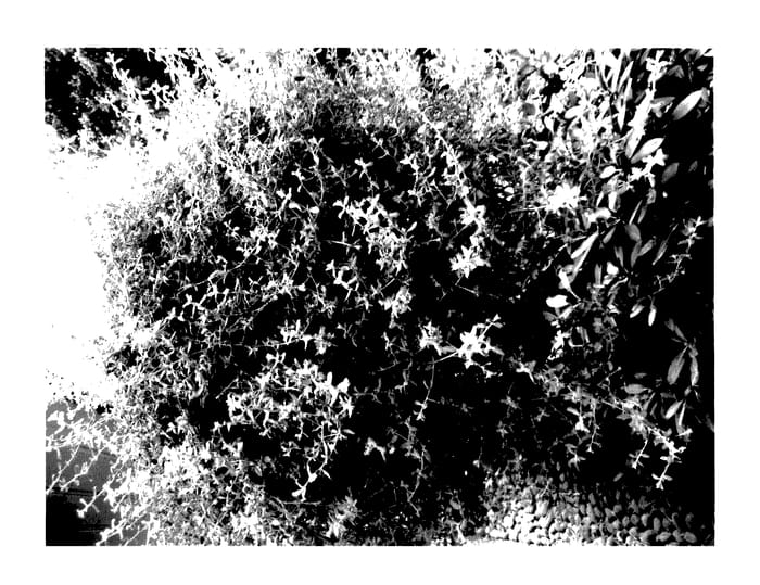 Figure 1 of US plant patent PP27914, the photograph of Weshechrsisti printed in the patent.