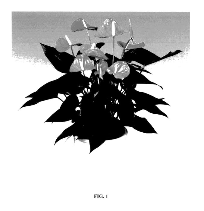 Figure 1 of US plant patent PP27915, the photograph of ANTHEPDAK printed in the patent.