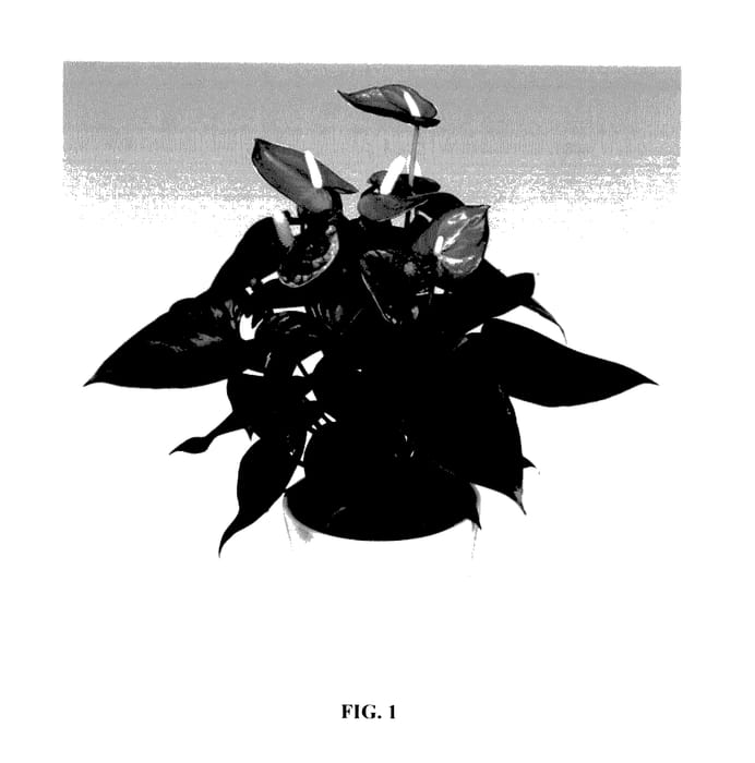 Figure 1 of US plant patent PP27916, the photograph of ANTHEOZO printed in the patent.